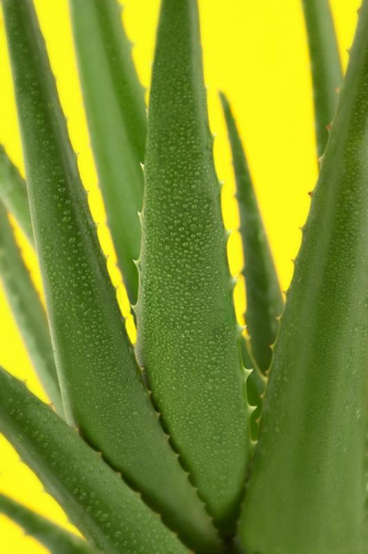 Aloe vera