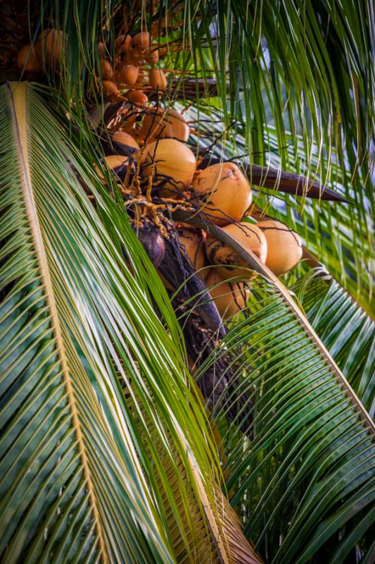 Cocos Nucifera, Necocli Antioquia, Colombia, Sur A...