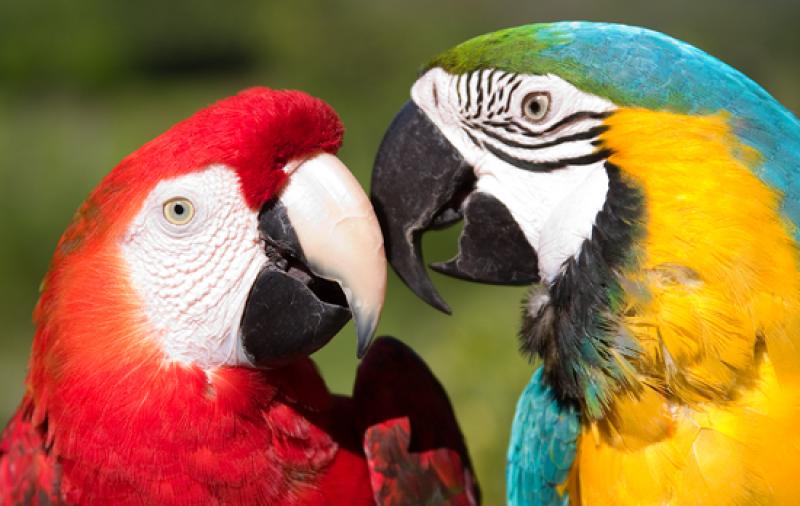 Guacamayas