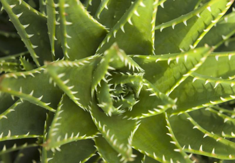 Detalle de una Planta