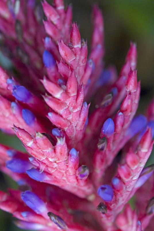 Detalle de una Flor