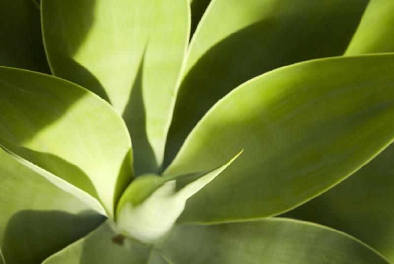 Detalle de una Planta