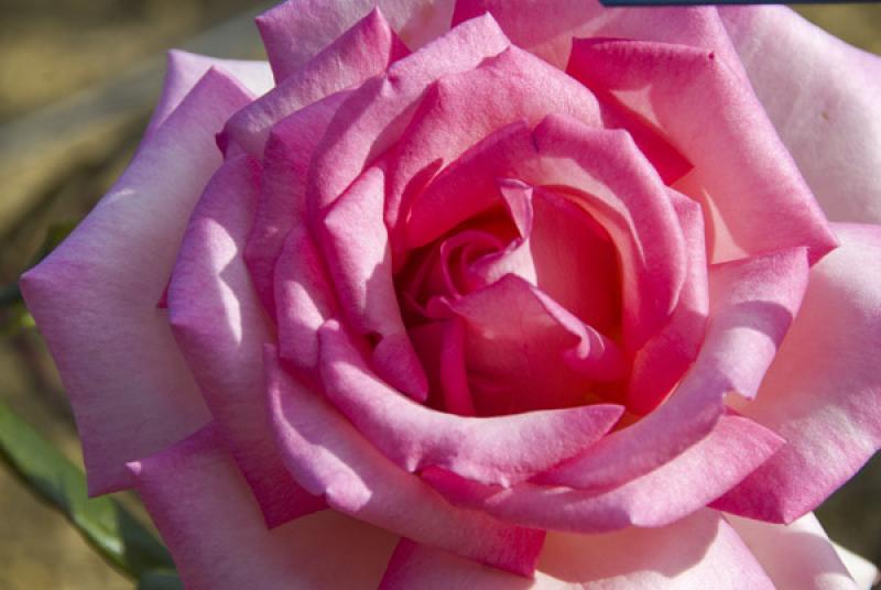 Detalle de una Rosa