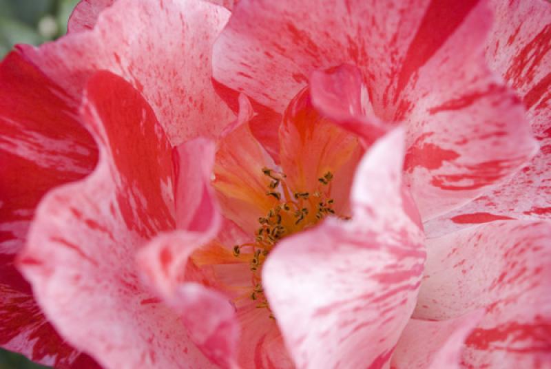 Detalle de una Flor