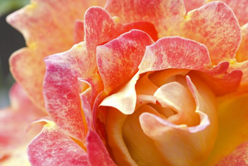 Detalle de una Flor