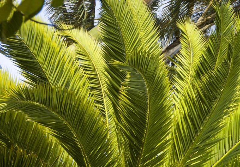 Palmera