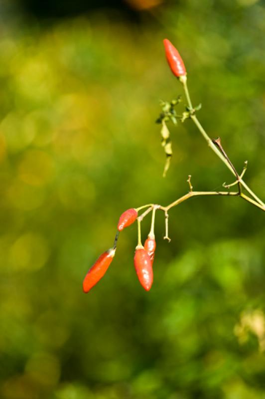 Capsicum frutescens