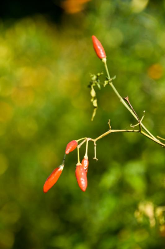 Capsicum frutescens