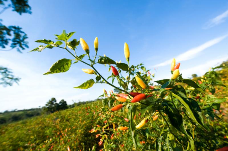 Capsicum frutescens