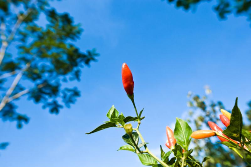 Capsicum frutescens