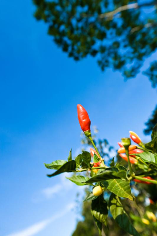 Capsicum frutescens