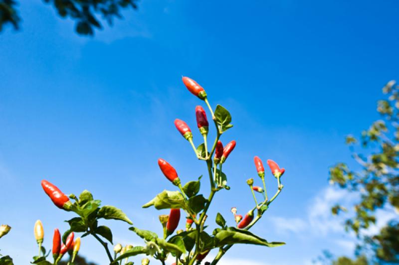 Capsicum frutescens