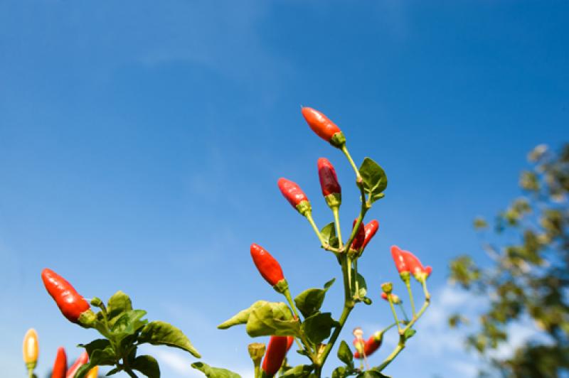 Capsicum frutescens