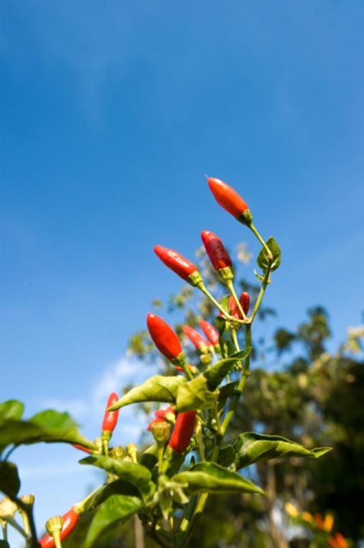 Capsicum frutescens