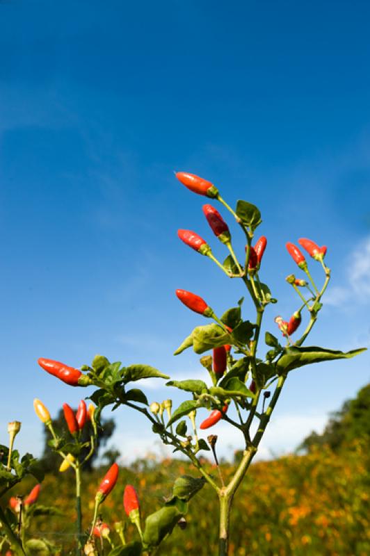 Capsicum frutescens