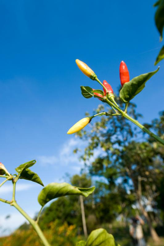 Capsicum frutescens