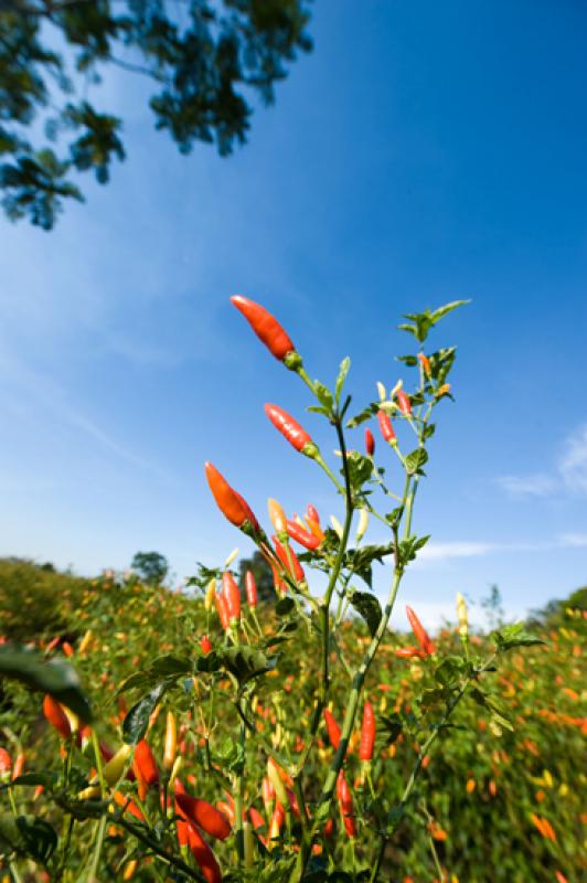 Capsicum frutescens