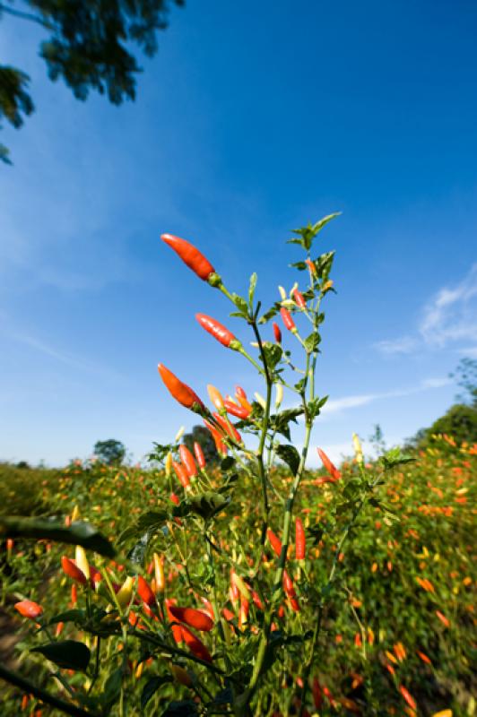 Capsicum frutescens