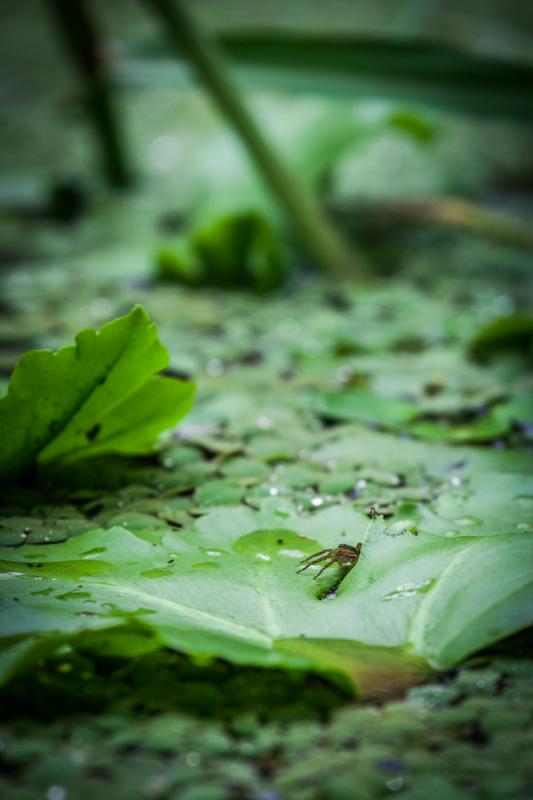 Vegetacion del Rio Necocli, Antioquia, Colombia, S...