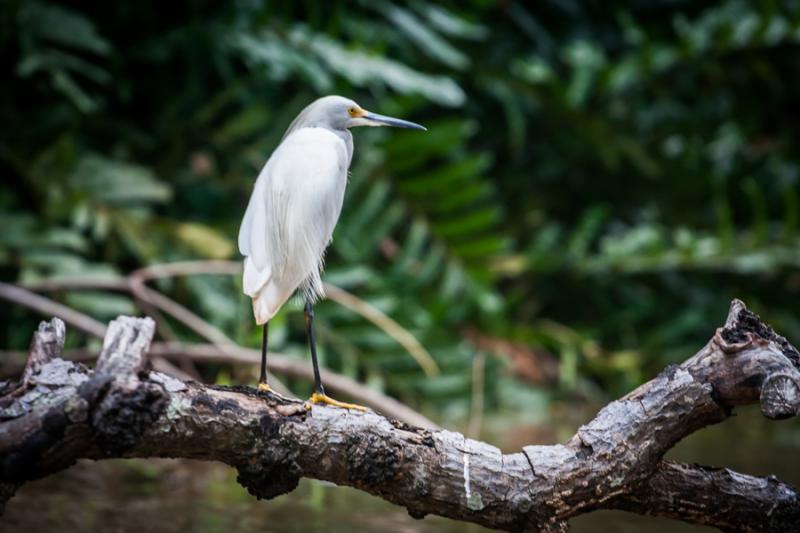 Garceta Blanca, Rio Necocli, Antioquia, Colombia, ...