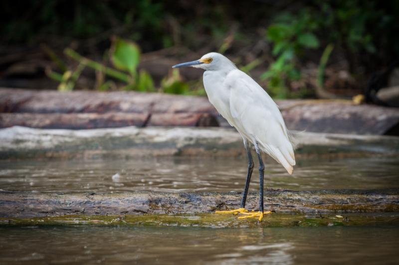 Garceta Blanca, Rio Necocli, Antioquia, Colombia, ...