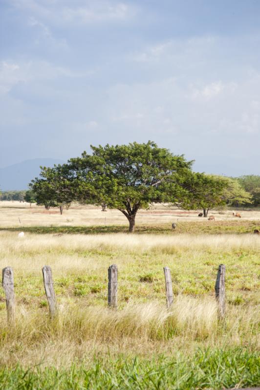 Arbol en el Campo, Valledupar, Cesar, Colombia