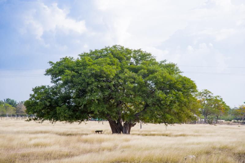 Arbol en el Campo, Valledupar, Cesar, Colombia