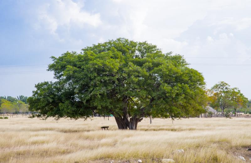 Arbol en el Campo, Valledupar, Cesar, Colombia