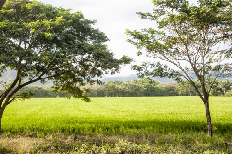 Campo de Valledupar, Cesar, Colombia