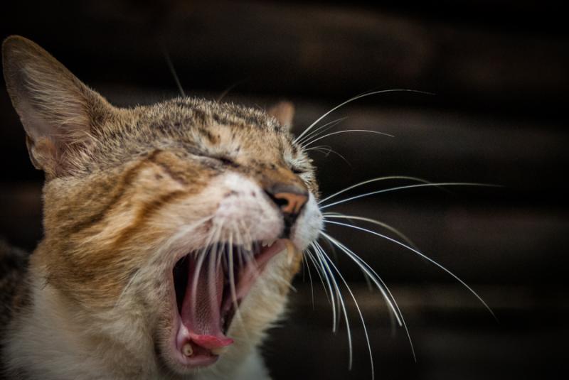 Primer Plano de un Gato