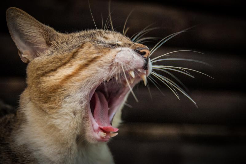 Primer Plano de un Gato