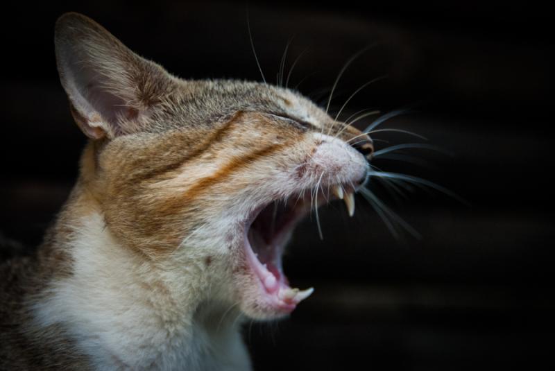 Primer Plano de un Gato