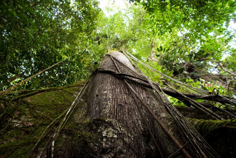 Amazonas, Leticia, Colombia