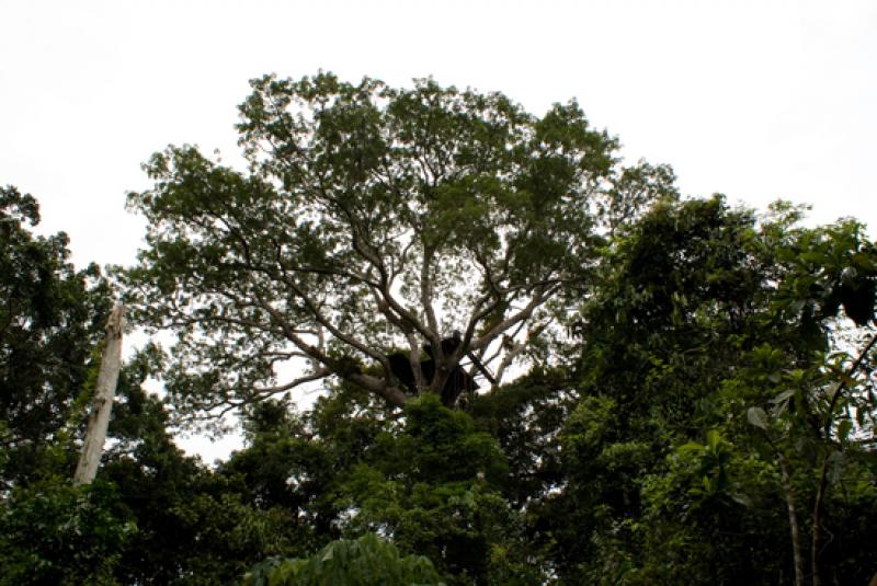 Amazonas, Leticia, Colombia