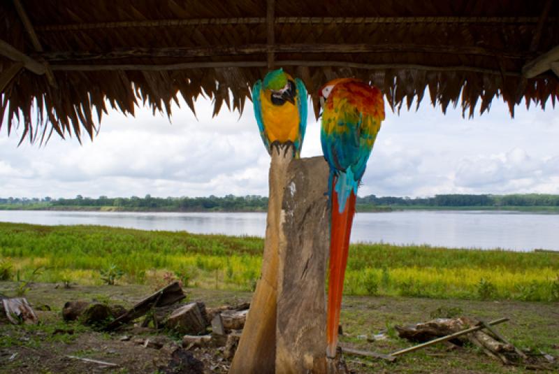 Guacamayas en el Amazonas, Leticia, Colombia