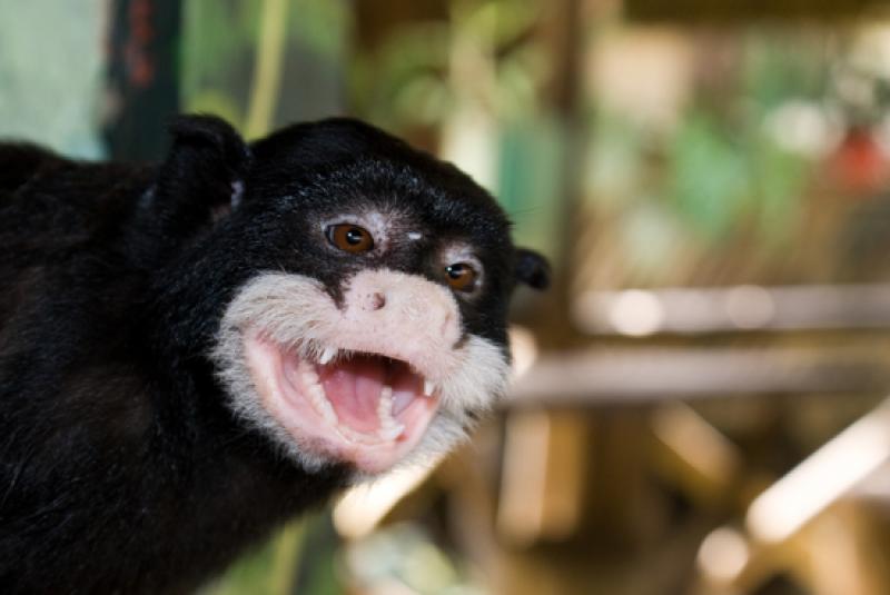 Emperador Tamarin, Amazonas, Leticia, Colombia