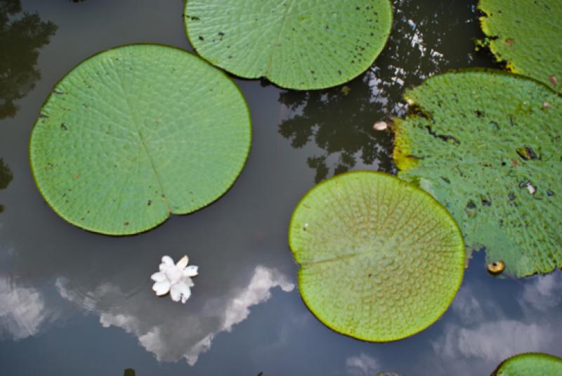 Victoria Amazonica, Amazonas, Leticia, Colombia