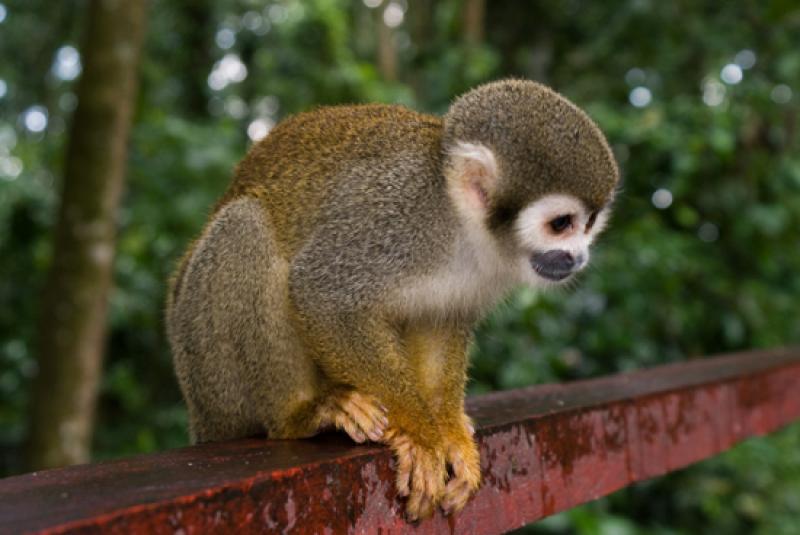 Mono de Ardilla, Amazonas, Leticia, Colombia