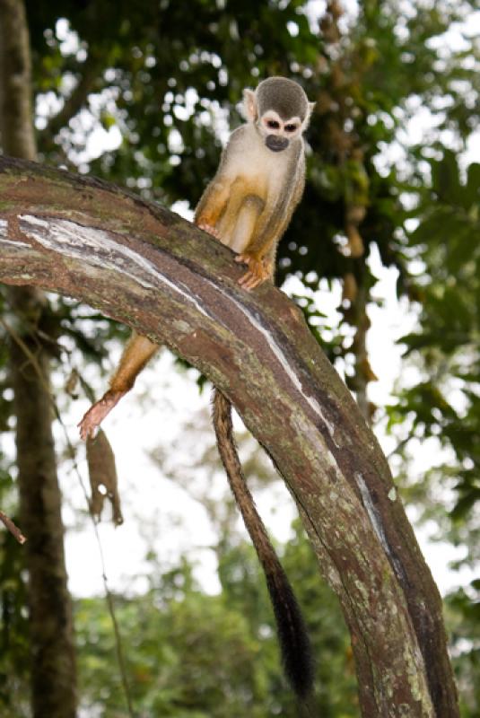 Mono de Ardilla, Amazonas, Leticia, Colombia