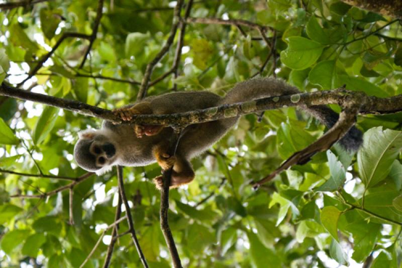 Mono de Ardilla, Amazonas, Leticia, Colombia