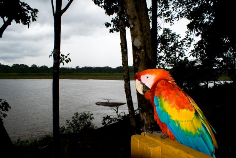 Guacamaya en el Amazonas, Leticia, Colombia