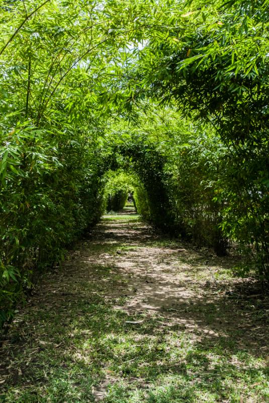 Camino de Bambu, Zooparque de los Caimanes, Monter...