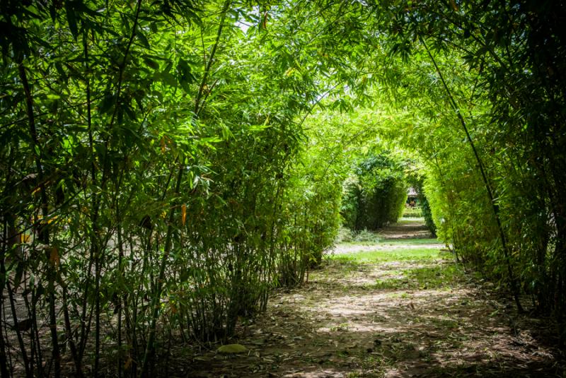 Camino de Bambu, Zooparque de los Caimanes, Monter...