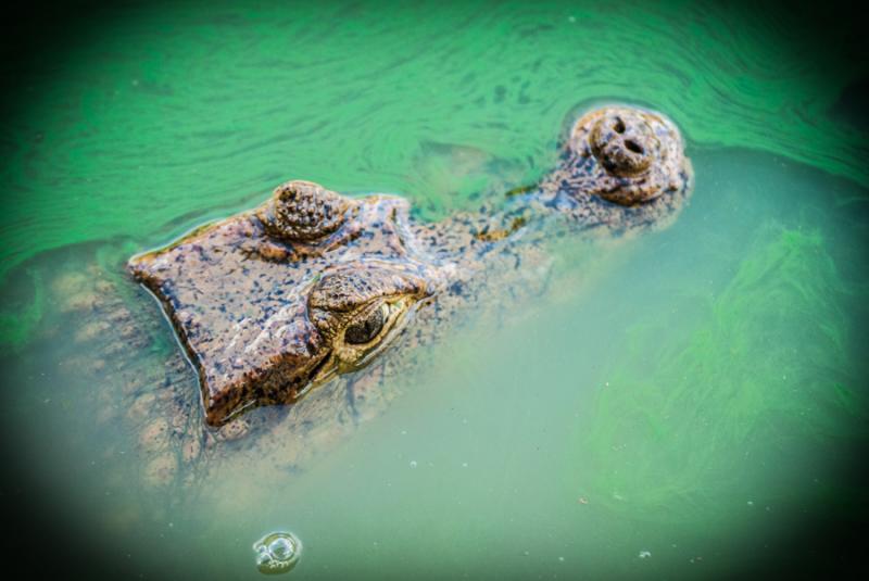 Primer Plano de un Caiman, Zooparque de los Caiman...