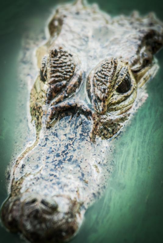 Primer Plano de un Caiman, Zooparque de los Caiman...