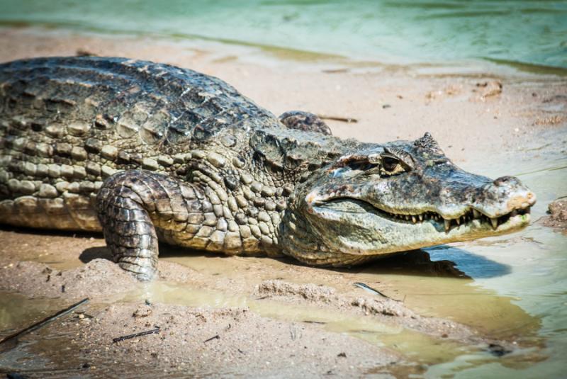 Primer Plano de un Caiman, Zooparque de los Caiman...