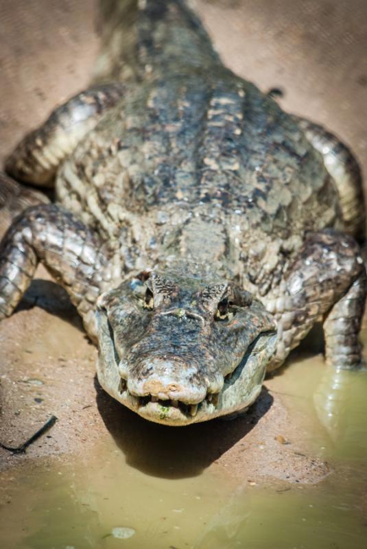 Primer Plano de un Caiman, Zooparque de los Caiman...