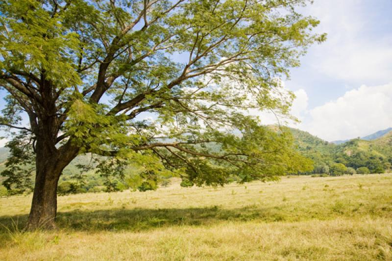 Arbol en el Campo, Valledupar, Cesar, Colombia