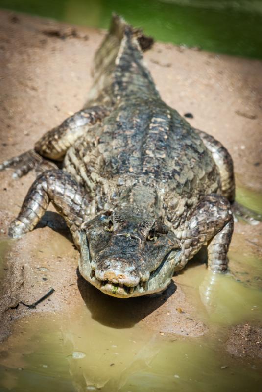 Primer Plano de un Caiman, Zooparque de los Caiman...