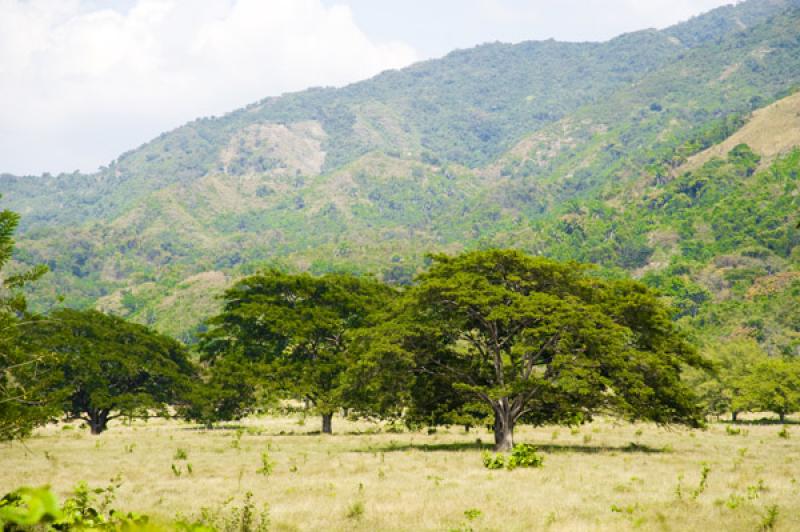 Arbol en el Campo, Valledupar, Cesar, Colombia